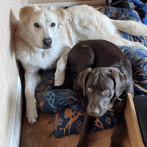Bodhi and Finley, Lead Support Dogs at ExpenseDuck